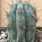 Torchcacti, a 218lbs feedee From United States